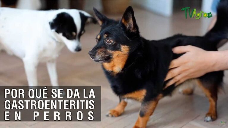 Vida del Veterinario: Problemas Gastrointestinales en Perros