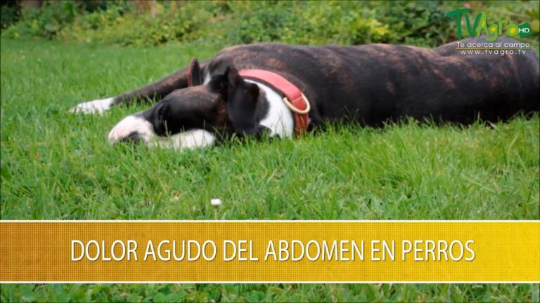 Mejores posturas de yoga para aliviar el dolor abdominal en perros