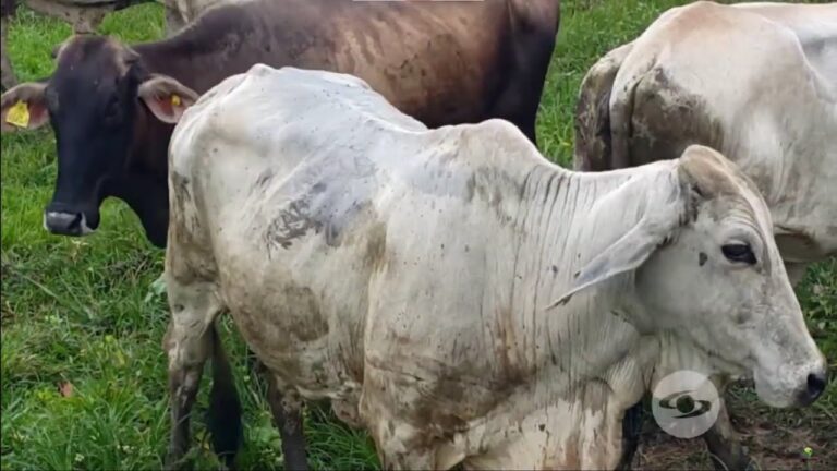 Gu&iacute;a del Mejor Garrapaticida para Ganado