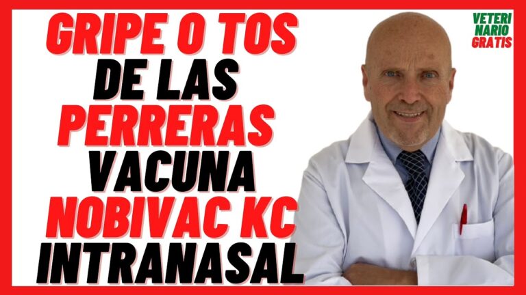 Vacuna contra la tos de las perreras: precio y beneficios