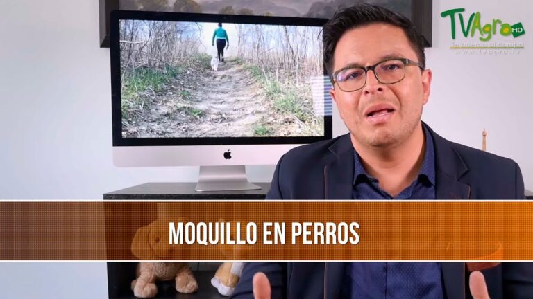 Complicaciones del Moquillo Canino: Lo que debes saber