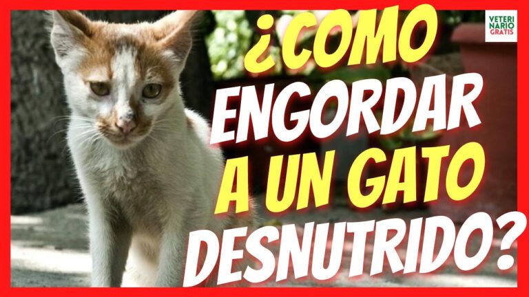 Vitaminas para aumentar el peso de tu gato