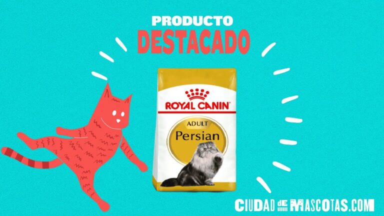 Gu&iacute;a de alimentaci&oacute;n para gatos persas con Royal Canin