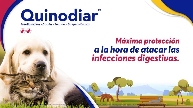 Protege a tus mascotas de la toxoplasmosis