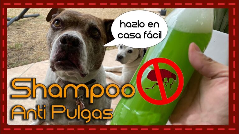 Gu&iacute;a de compra: Jab&oacute;n antipulgas para perros