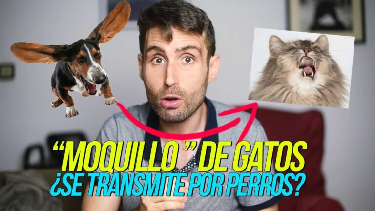 Contagio de moquillo felino: c&oacute;mo se propaga entre gatos