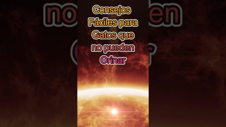 Consejos para cuidar la salud urinaria de tu perro