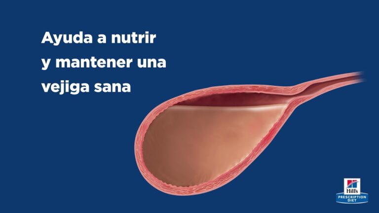 Gu&iacute;a para la Alimentaci&oacute;n Hills c/d en Problemas del Tracto Urinario Felino