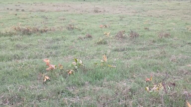 Diferencias entre Tordon 101 y Tordon XT