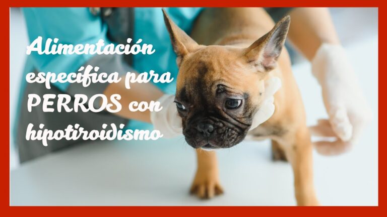 Alimentaci&oacute;n adecuada para mascotas con hipotiroidismo