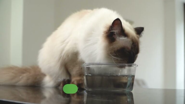 Gu&iacute;a para el cuidado dental fresco de gatos