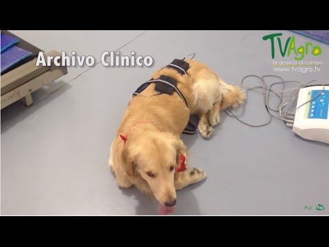 Rehabilitaci&oacute;n de mascotas con enfermedad renal: Gu&iacute;a completa