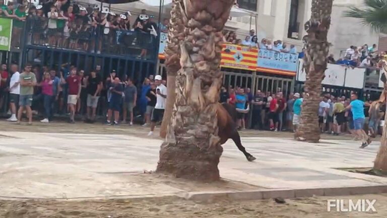 Nueva directiva en 'bous' mantiene veterinario en fiestas taurinas