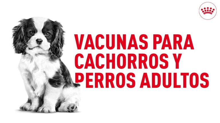 Vacuna Puppy: Todo lo que debes saber para proteger a tu cachorro