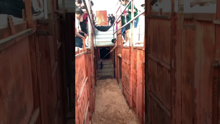 El ganadero de Murube demandar&aacute; a veterinarios y presidente de Teruel por corrida de toros