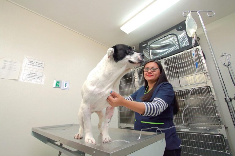 Falsos veterinarios estafan a due&ntilde;os de mascotas en Santo Domingo, Santiago y La Vega