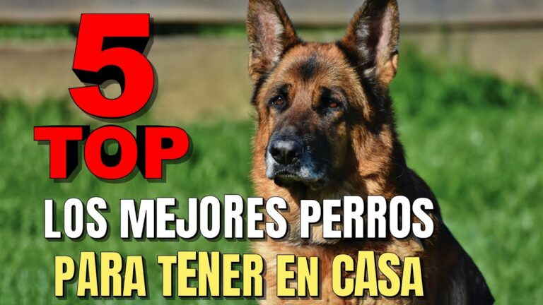 Las 5 mejores razas de perros para tener en casa, seg&uacute;n un veterinario.