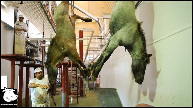 Diez Claves para el Bienestar y Cuidado de Caballos