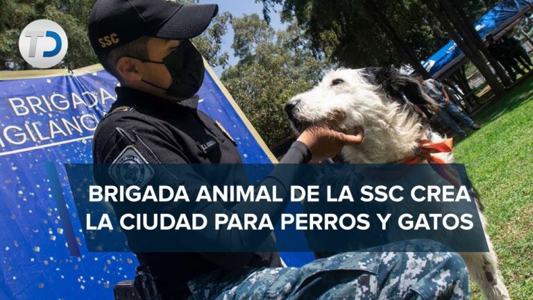 Emprendedores donan ganancias para esterilizar animales en Tijuana