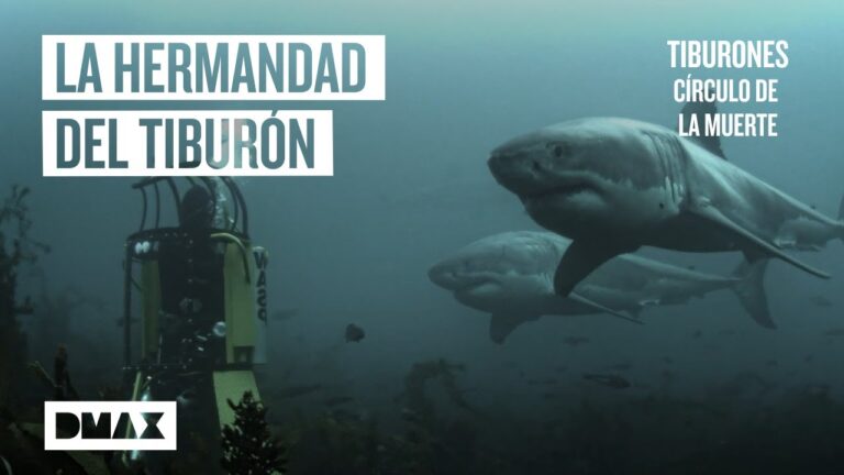 Expedici&oacute;n Cient&iacute;fica para Proteger a los Tiburones Blancos en las Aguas de Espa&ntilde;a