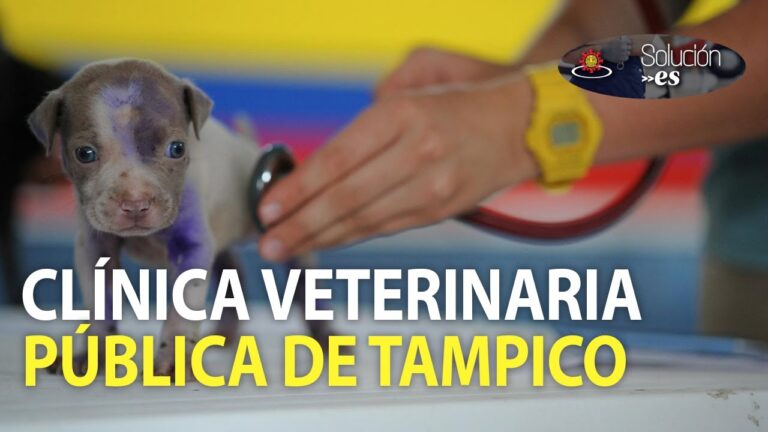 Inauguran en Roma la primera cl&iacute;nica veterinaria social de Italia para mascotas de personas vulnerables