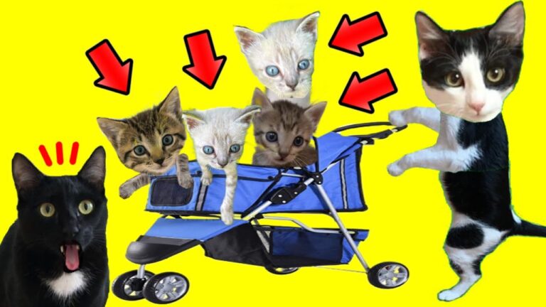 Coches Ideales para Gatos: Comodidad y Estilo