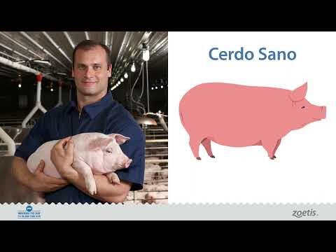 IPC veterinario alcanza su punto m&aacute;s bajo en 2024 - Cuidado Animal