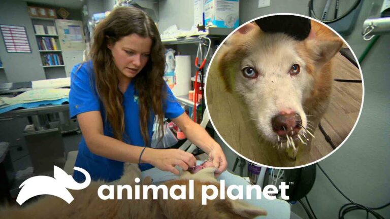 CSIF exige incluir veterinarios en el Observatorio de Agresiones a Profesionales Sanitarios en Andaluc&iacute;a