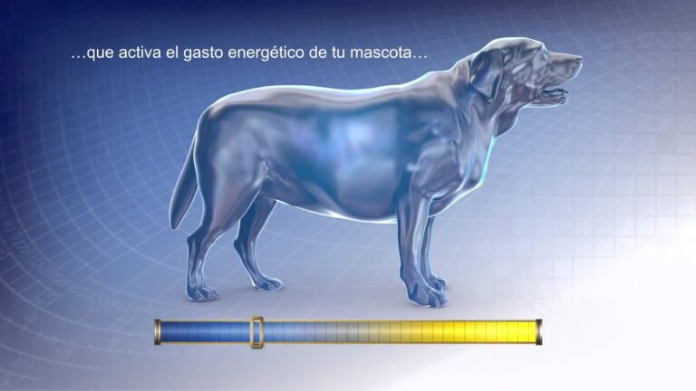 Hills Metabolic: La Alimentaci&oacute;n Ideal para Perros con Sobrepeso