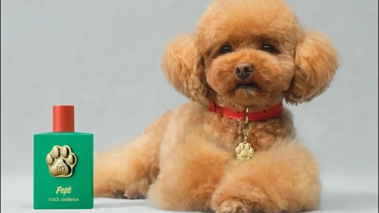 Dolce & Gabbana presenta 'Fef&eacute;', el perfume de lujo para perros que divide opiniones