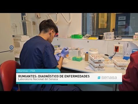 Diagn&oacute;stico de Anemia Infecciosa Equina y Brucelosis Bovina en Resistencia
