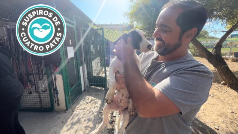 Denuncian falta de personal en el Centro de Acogida de Animales de Logro&ntilde;o