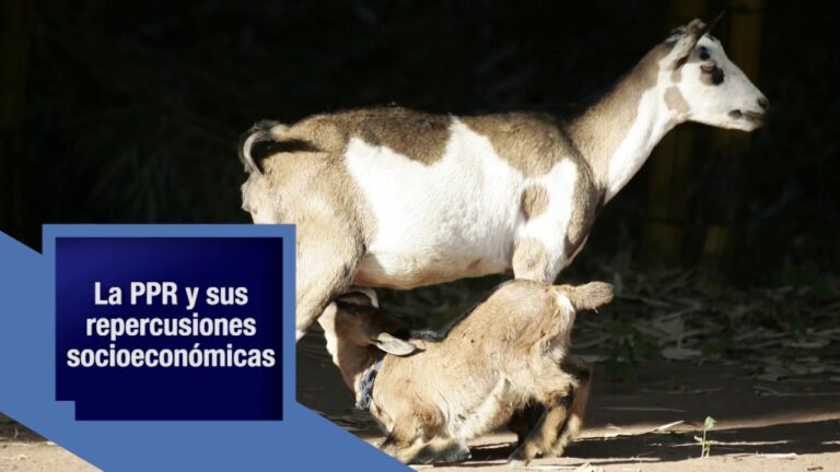 Actualizaci&oacute;n cr&iacute;tica en Grecia y Ruman&iacute;a