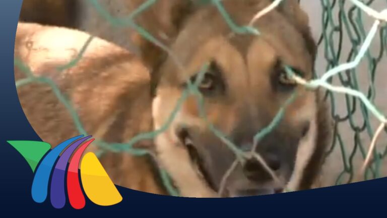 Celebrando 60 A&ntilde;os de Innovaci&oacute;n en Educaci&oacute;n Veterinaria en Jalisco