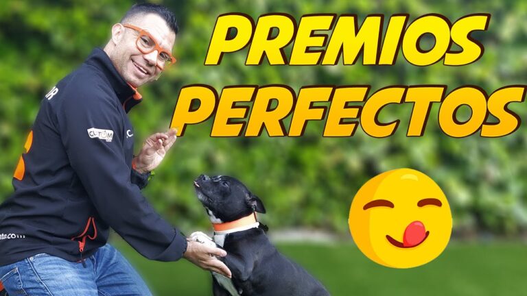 &iexcl;Cuidado! Veterinario advierte sobre los peligros de los premios para perros hechos en China