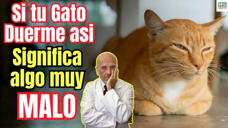 Veterinarios Proponen Estrategias para Controlar la Sobrepoblaci&oacute;n de Jabal&iacute;es en M&aacute;laga