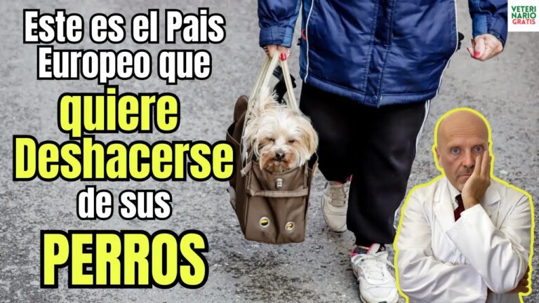 Clave para un Futuro Sin Maltrato Animal
