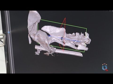 Héroes Silenciosos en Salud Pública y Bienestar Animal