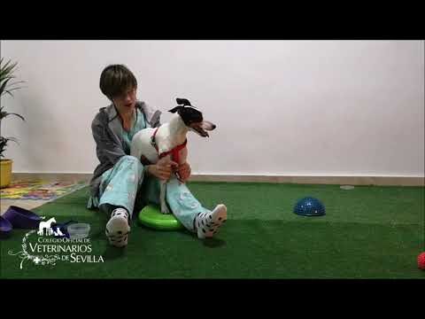 100 estudiantes aprenden sobre tenencia responsable de mascotas en Camas con Veterinarios de Sevilla