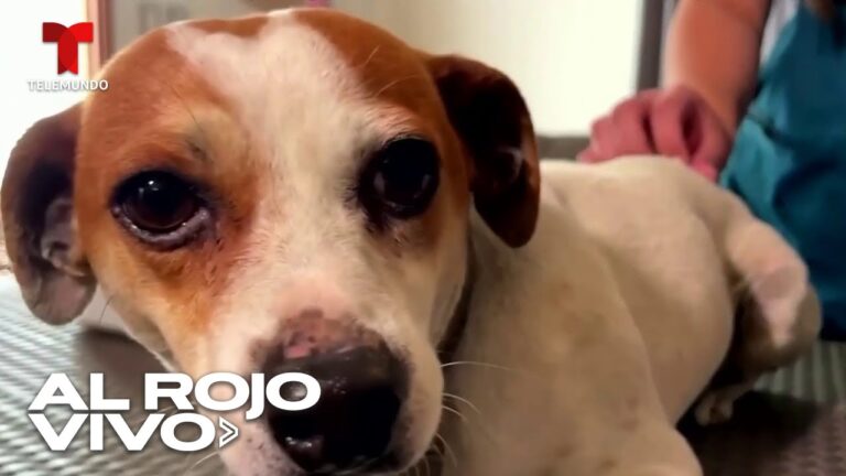 una alternativa reversible a la castraci&oacute;n quir&uacute;rgica