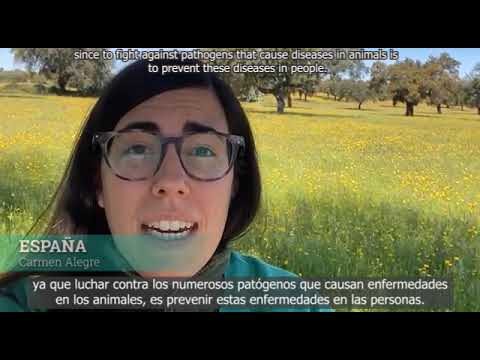 Veterinarios exigen prohibici&oacute;n de dispositivos de entrenamiento dolorosos y mutilaciones est&eacute;ticas