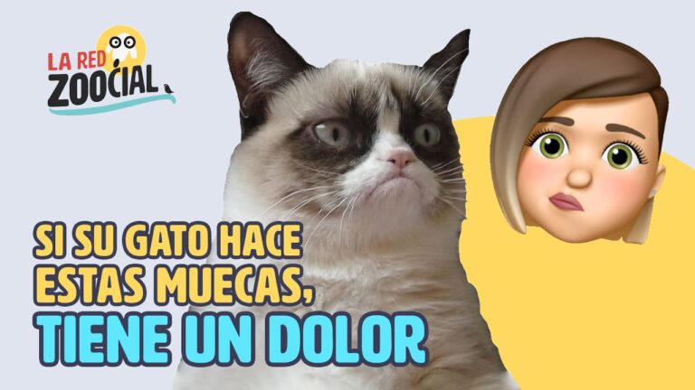 La Importancia de las Grimaces para Veterinarios