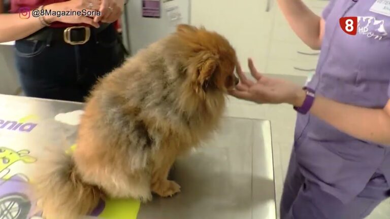 Honrando a los Veterinarios Retirados de Ourense