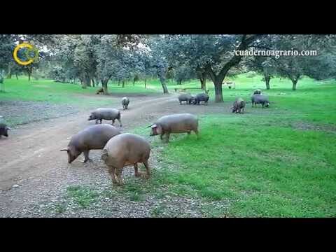 Consejo Andaluz de Veterinarios y Junta de Andaluc&iacute;a Abordan Claves del Bienestar Animal y Registro de Mascotas