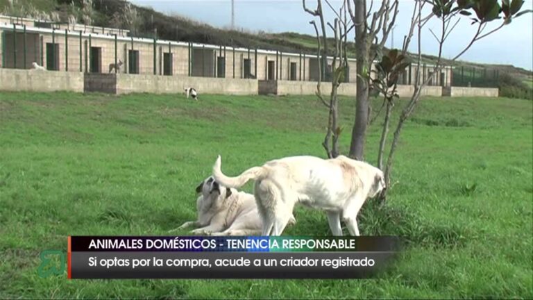 Concientización sobre Tenencia Responsable de Mascotas en Escuelas de Rawson