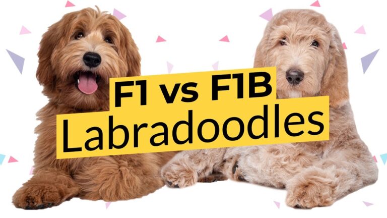 Labradoodle y otros perros atacan y matan a mujer de 28 a&ntilde;os