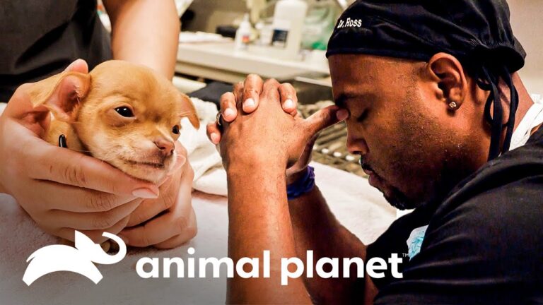 Clave para la satisfacci&oacute;n laboral de veterinarios en hospitales de emergencia