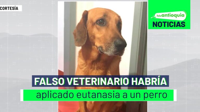 Detienen a falso veterinario por la muerte de una felina en San Salvador