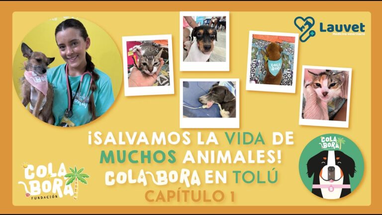 M&aacute;s de 120 Perritos y Gatos Ayudados