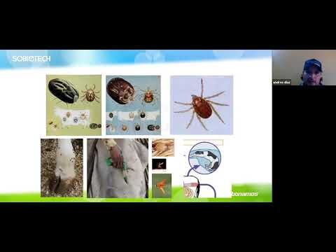 Prevención y Atención Veterinaria en Cuautla